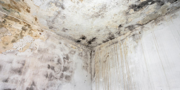 Rehabilitación y Restauración de Fachadas en Leganés · Pintura Antihumedad / Antimoho para Humedades / Moho